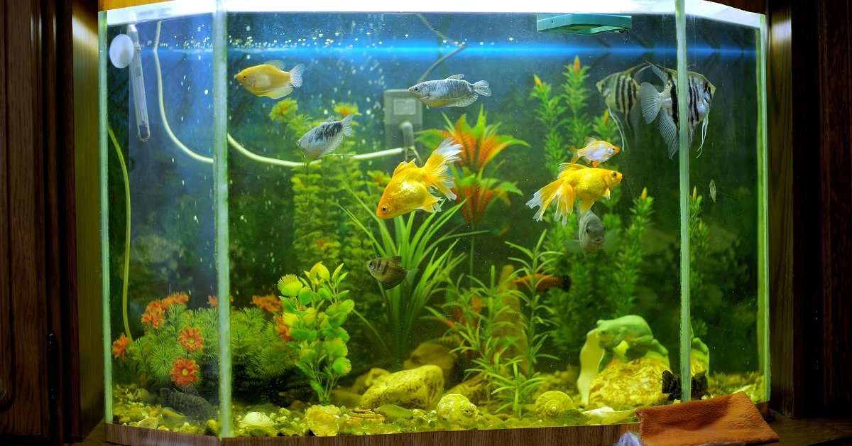 Маленький аквариум для золотой рыбки, мини-аквариум, настольные рыбки, красивый домашний декор